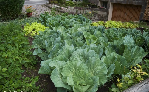 Fall Garden Guide: 15 Easy-To-Grow Vegetables