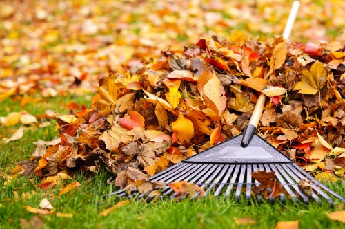 The Gardener’s To-Do List for Fall