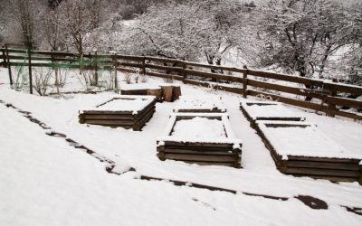 4 Big Ways Snow Can Benefit the Garden