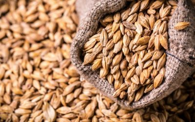 Growing and Using Barley at Home