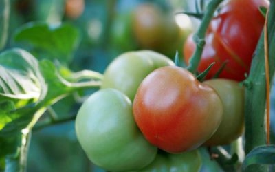 10 Gardening Tips for Growing Market-Worthy Tomatoes