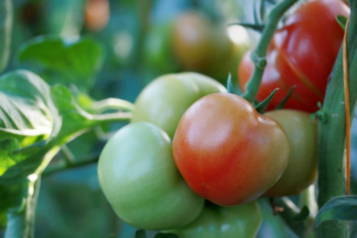10 Gardening Tips for Growing Market-Worthy Tomatoes
