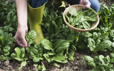 How to Grow Spinach