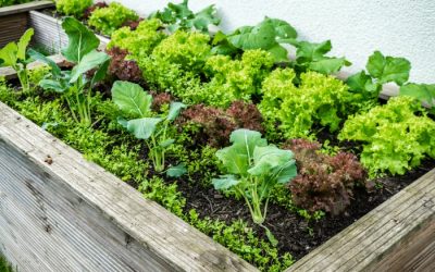 10 Cool Season Plants You Can Grow Today!