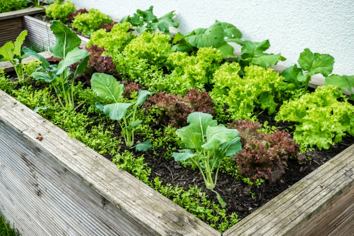10 Cool Season Plants You Can Grow Today!