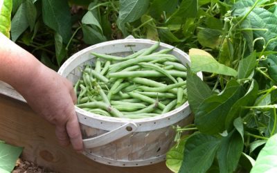 Want All the Green Beans You Can Eat? Get the Best Harvest With These Growing Tips