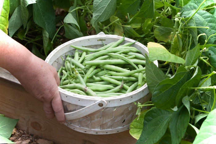 Want All the Green Beans You Can Eat? Get the Best Harvest With These Growing Tips