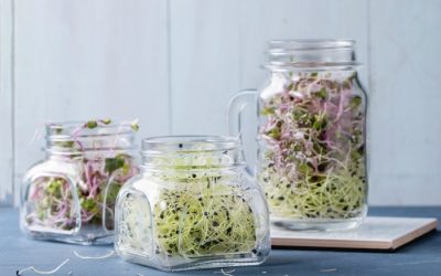 Nature’s Multivitamin: The Ultimate Guide to Sprouting