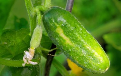 Everything You Need to Know To Grow a Big Crop of Cucumbers