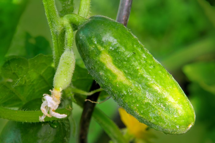 Everything You Need to Know To Grow a Big Crop of Cucumbers