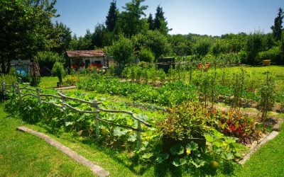 3 Reasons Why Gardening Is Good For Your Mental & Physical Well Being