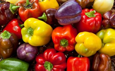 Tips For Growing The Best Bell Peppers In Your Garden