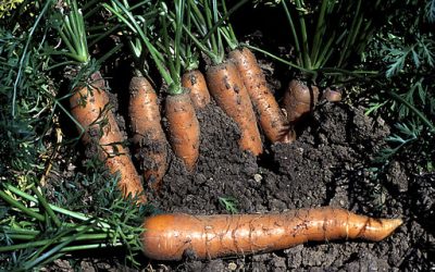 How To Grow Your Best Crop of Carrots Yet