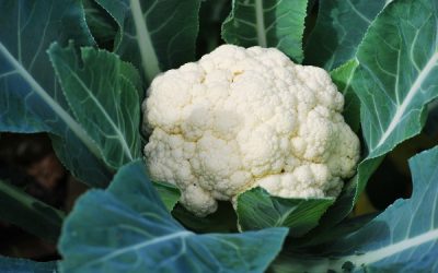 Growing Cauliflower: Tips For Your Most Abundant Harvest Yet