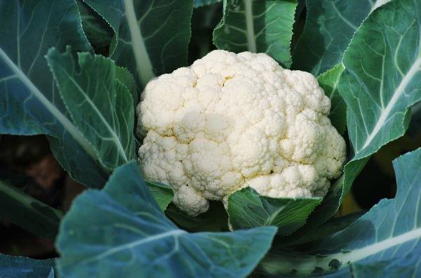 Growing Cauliflower: Tips For Your Most Abundant Harvest Yet