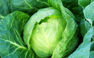 Growing Cabbage: Tips And Tricks For A Plentiful Harvest