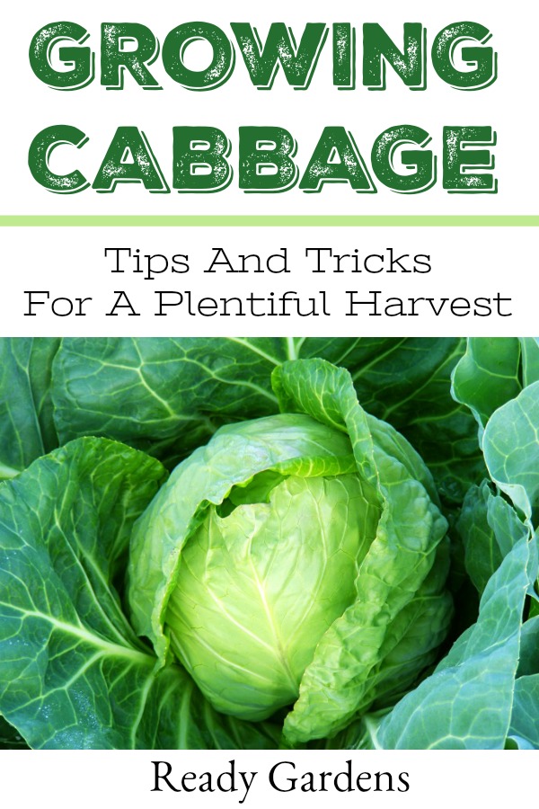Ready Gardens-cabbage growing guide pin