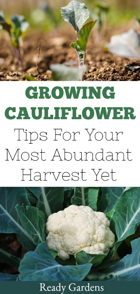Ready Gardens cauliflower