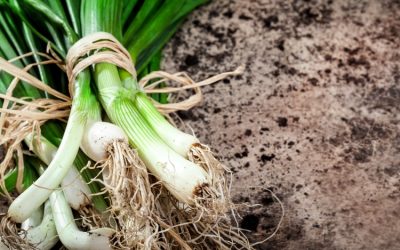 A Guide To Growing Your Best, Most Nutritious, And Flavorful Bunching Onions