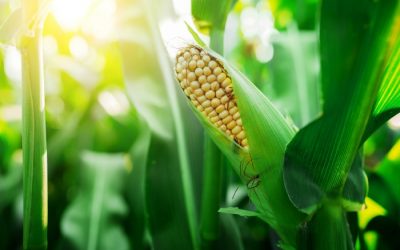 Seed to Plate: Growing Tips for Juicy Corn