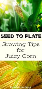 Ready Gardens - Here's a guide that tells you everything you need to know to grow juicy corn from start to finish.