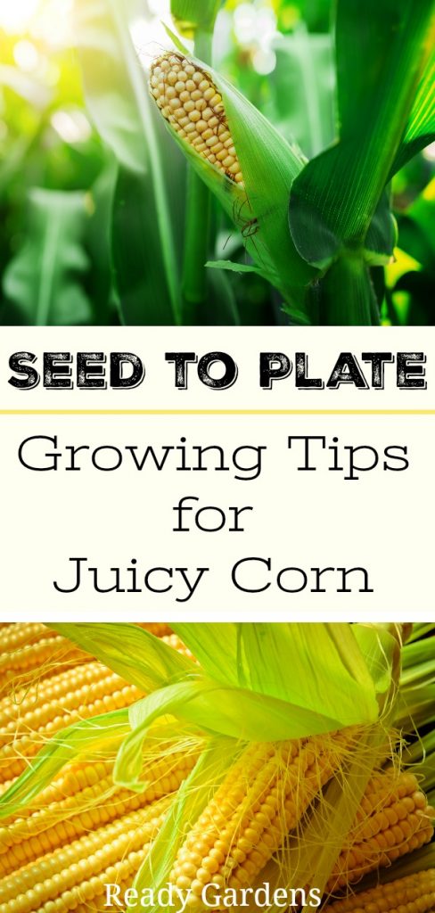 Ready Gardens - Here's a guide that tells you everything you need to know to grow juicy corn from start to finish.