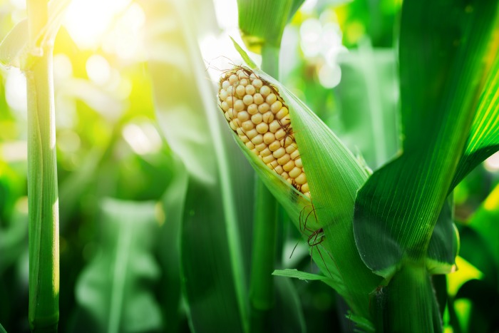 Ready Gardens - A Guide to Growing Organic Corn