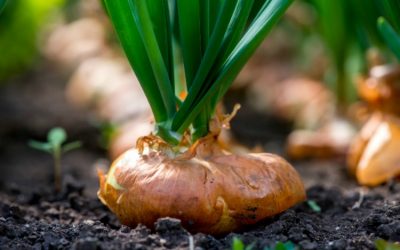 Everything You Need to Know To Grow Big Onions