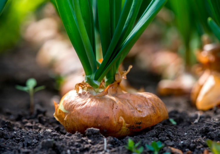 Everything You Need to Know To Grow Big Onions