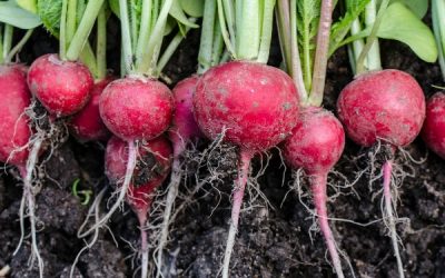 A Few Tips To Help You Achieve A Large And Flavorful Radish Crop