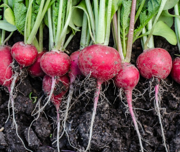 A Few Tips To Help You Achieve A Large And Flavorful Radish Crop