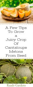 Ready Gardens - A Few Tips To Grow A Juicy Crop Of Cantaloupe Melons From Seed