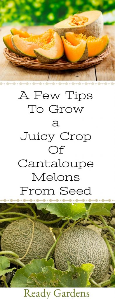 Ready Gardens - A Few Tips To Grow A Juicy Crop Of Cantaloupe Melons From Seed