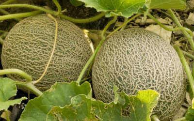 A Few Tips To Grow A Juicy Crop Of Cantaloupe Melons From Seed