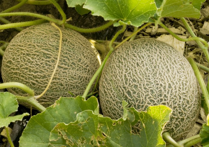 A Few Tips To Grow A Juicy Crop Of Cantaloupe Melons From Seed