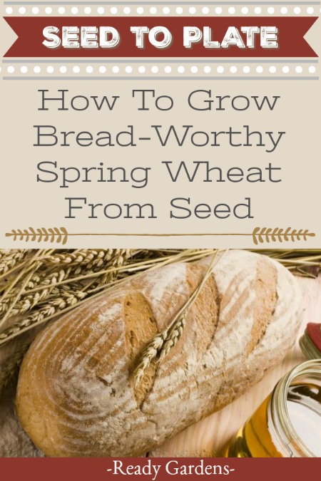 Wheat is one of those staples that's been getting a bad rep lately. With the current diet trends leaning toward eating carbohydrates, wheat and bread aren't on the radar of many gardeners. But there are some benefits to growing it, especially if you select the "hard red spring wheat." #ReadyGardens #Gardening #NoGMO #GardenGuides #GrowYourOwn