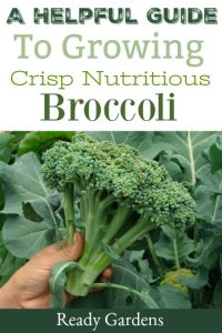 Ready Gardens - helpful tips to growing broccoli