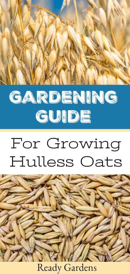  Hulless oats are whole oats grown without the exterior hull, which means they require less processing after harvest and can be rolled or ground into flour.  They also provide a quick and healthy breakfast.  In our ongoing quest to become more self-sustaining, why we've put together this "seed to table" growing guide so you can try to grow your own hulless oats. #ReadyGardens