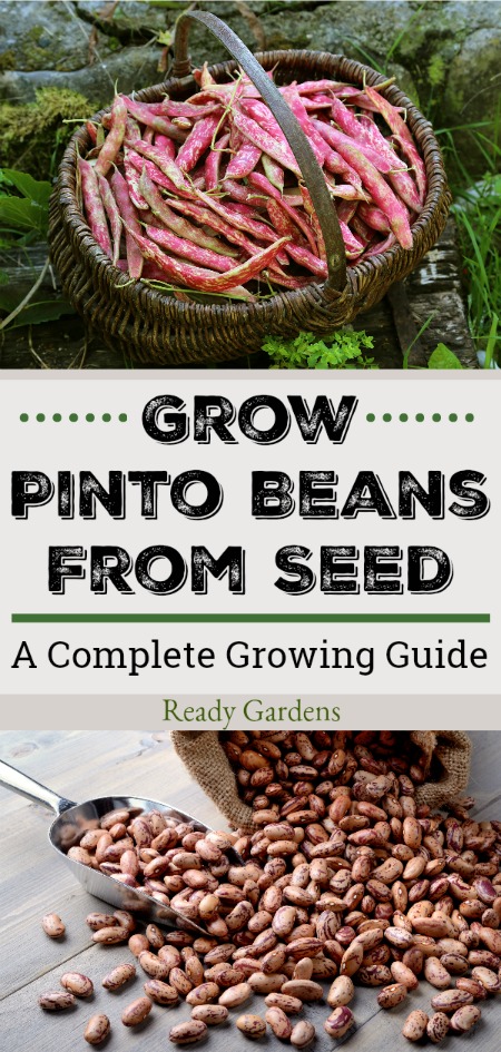  If there's one type of bean the entire family loves, it's the pinto bean.  In Spanish, the word "pinto" means painted and these beans are appropriately named because their outer skin is a spotted, swirling, red-dotted masterpiece of color. But inside is what counts, and they have a rich creamy texture perfect for soups and stews on those upcoming cold winter nights. #ReadyGardens #noGMO #GetGrowing #MindfulLiving