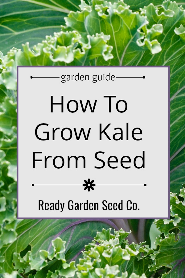 Kale is quickly becoming a favorite among gardeners simply because its easy to grow and packed with nutrition. Here's a step-by-step guide for growing this super food from seed.