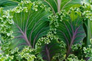 Kale is quickly becoming a favorite among gardeners simply because its easy to grow and packed with nutrition. Here's a step-by-step guide for growing this super food from seed.