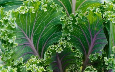 Gardening Guide: How To Grow Kale From Seed