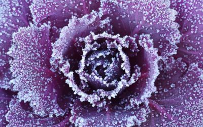 How To Save Your Garden From Frost