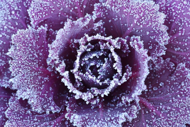 One of the biggest concerns gardeners have (especially those of us living in regions where an early frost is not only common but likely) is the loss of vegetables and all of their hard work toward a self-sustaining lifestyle thwarted by an early frost.