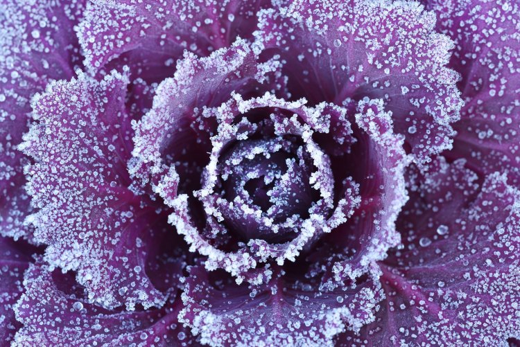 How To Save Your Garden From Frost