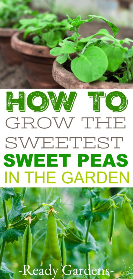 Sweet peas are the perfect addition to a cool weather garden and super easy to grow!