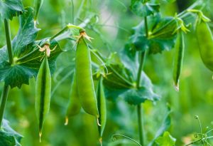 Sweet peas are great addition to your fall garden and super easy to grow!