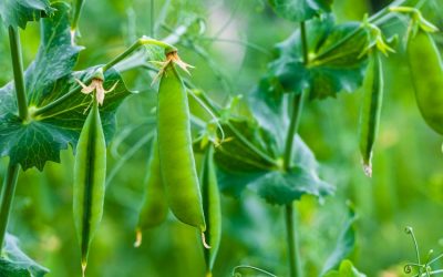 How To Grow The Sweetest Sweet Peas In Your Garden