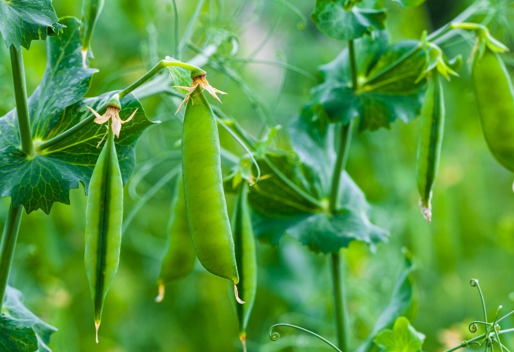 How To Grow The Sweetest Sweet Peas In Your Garden