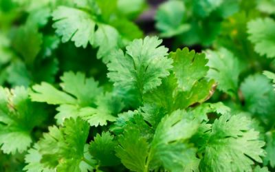 How To Store an Abundance of Cilantro